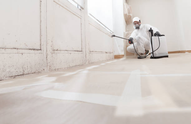 Black mold remediation team in Springs