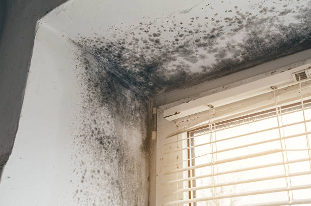 Mold Removal service in Springs